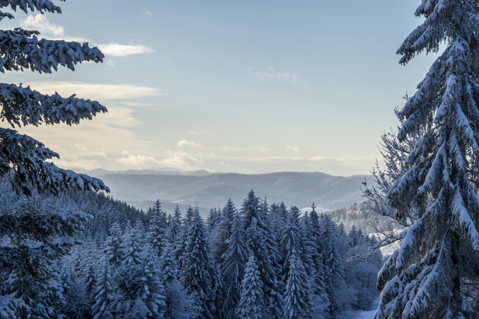 Nature Landscape