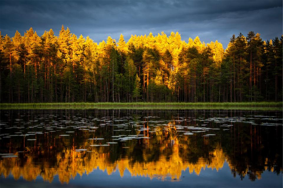 Autumn Trees