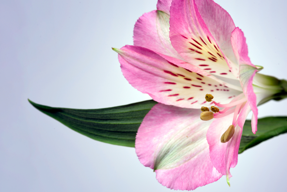 Macro Flower