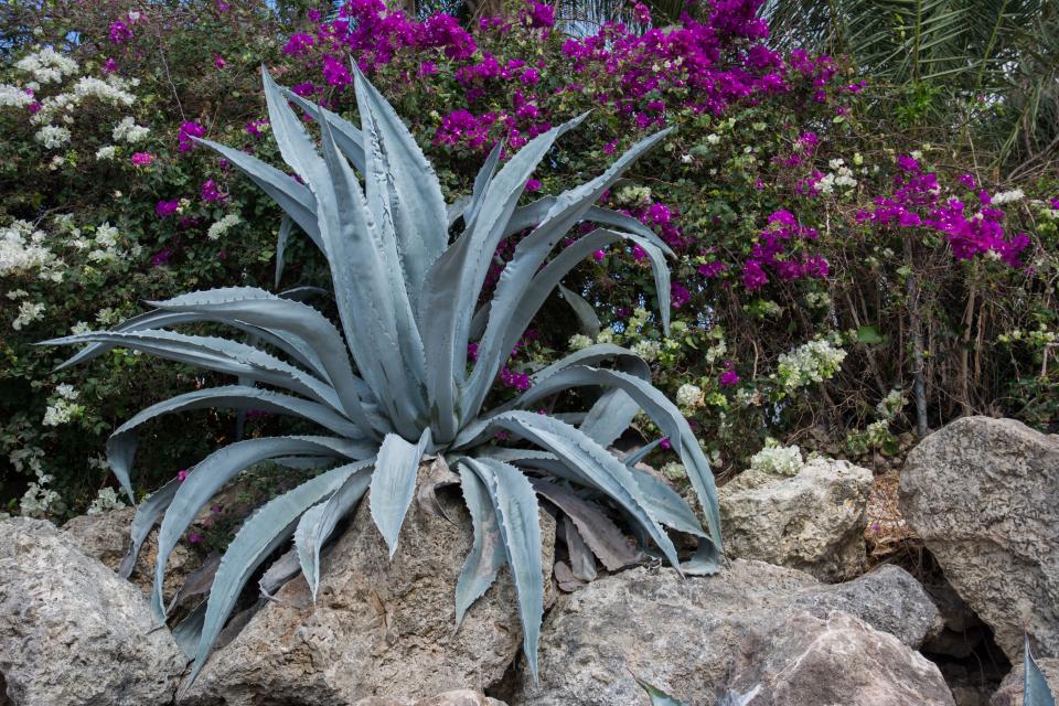 Aloe Vera Plants