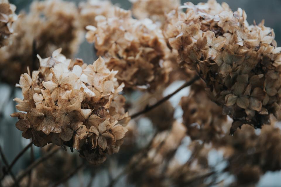 Flower Petal