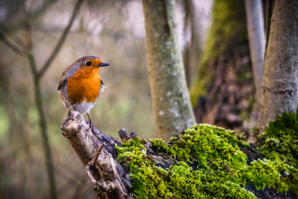 Bird Perched