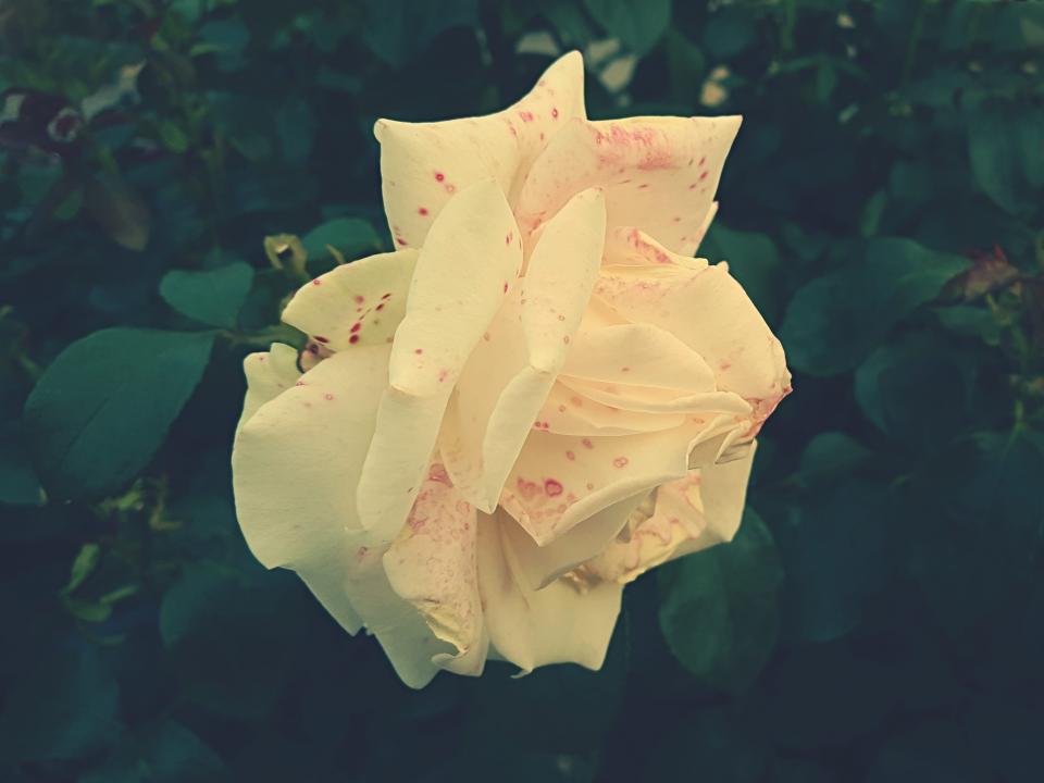 Flower White