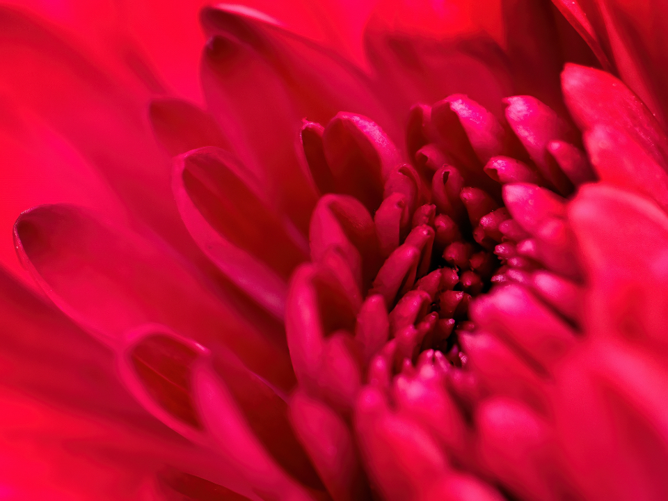 Flower Blossom