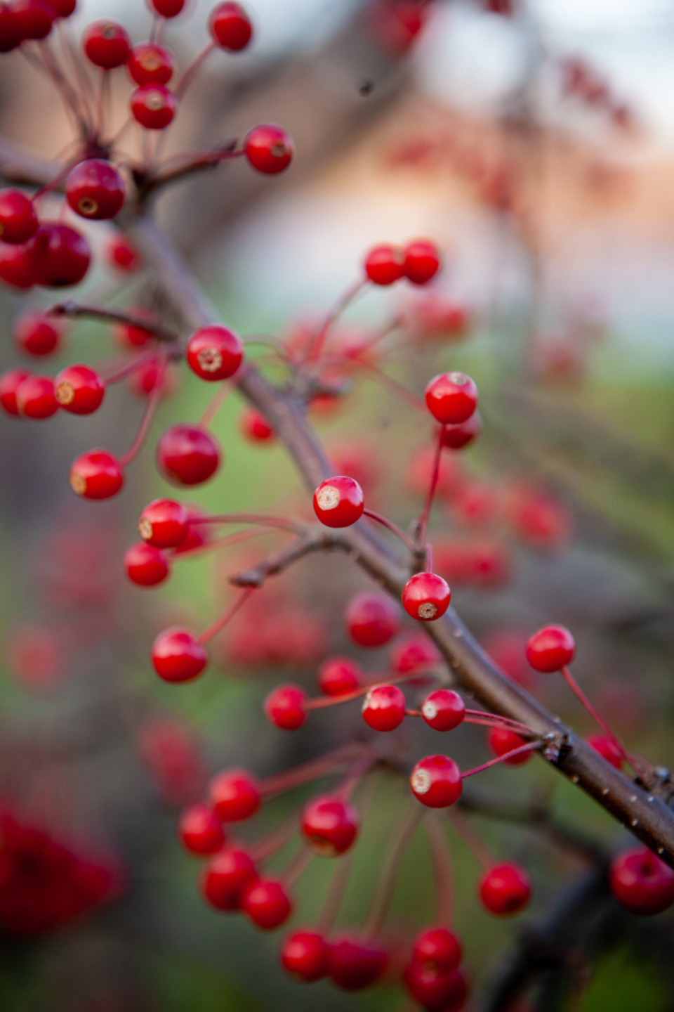 Berry Red