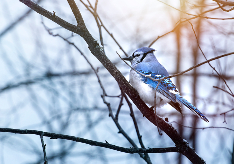 Bird Nature