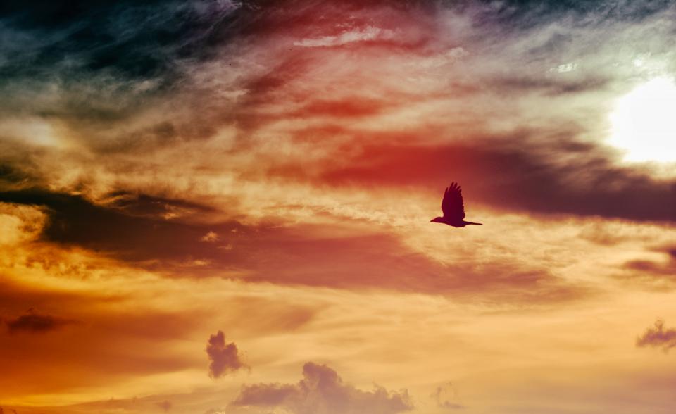 Bird Flying