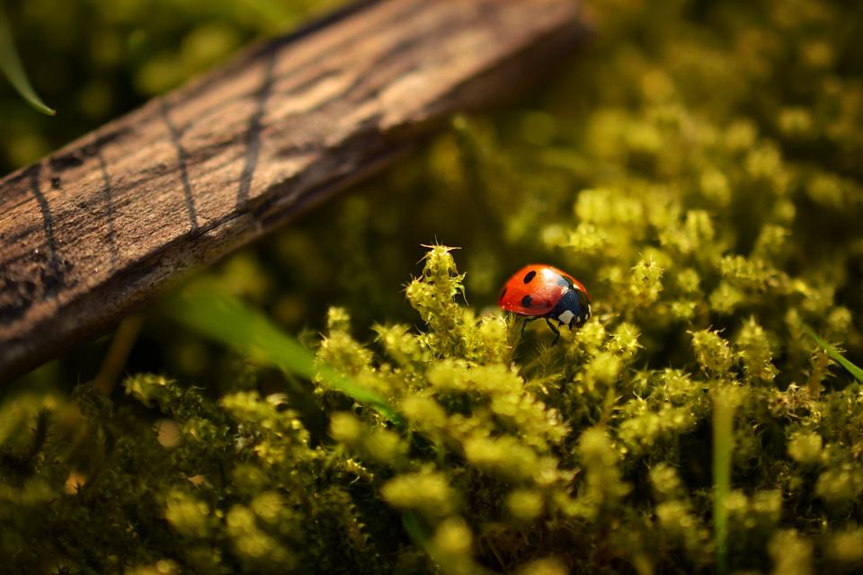 Ladybug Ladybird