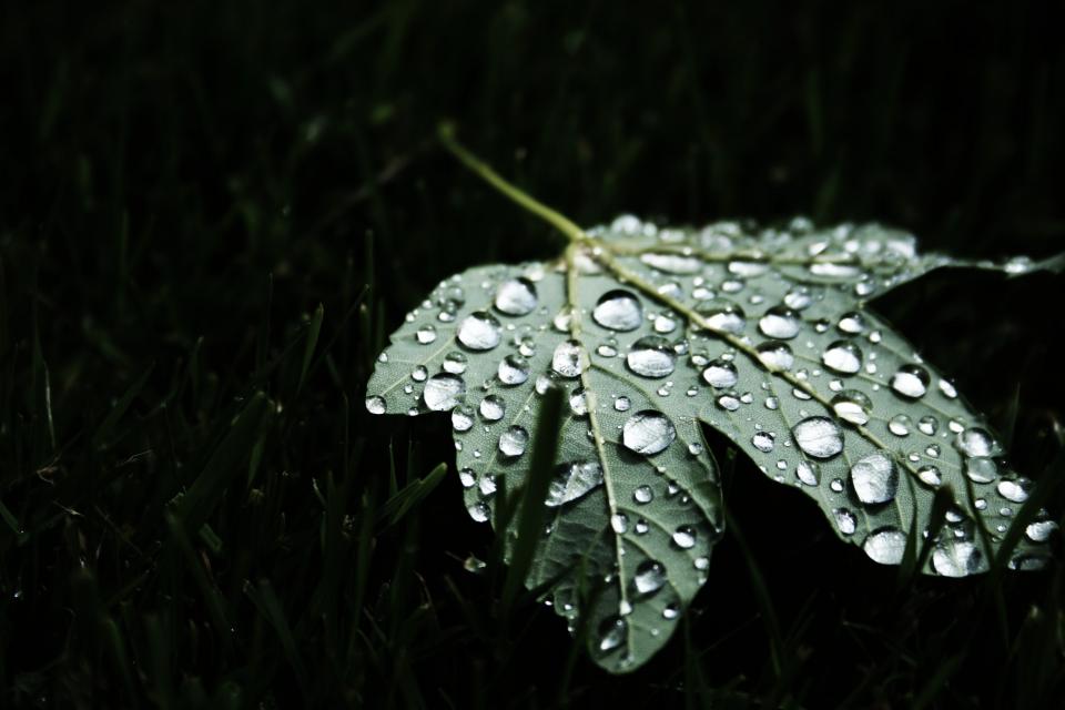 Green Leaf