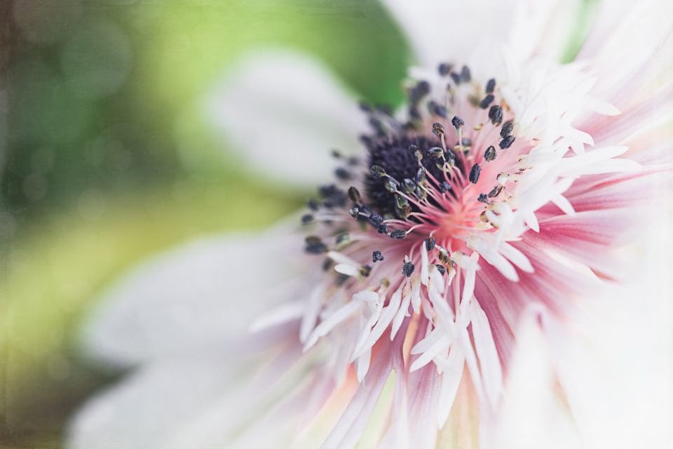 Flower Blossom
