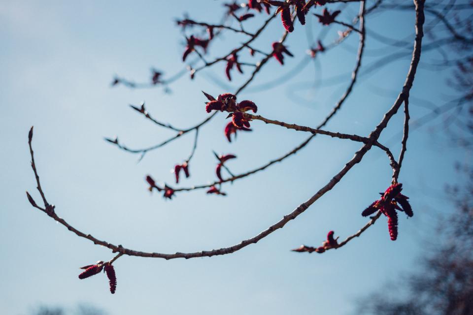Tree Branch