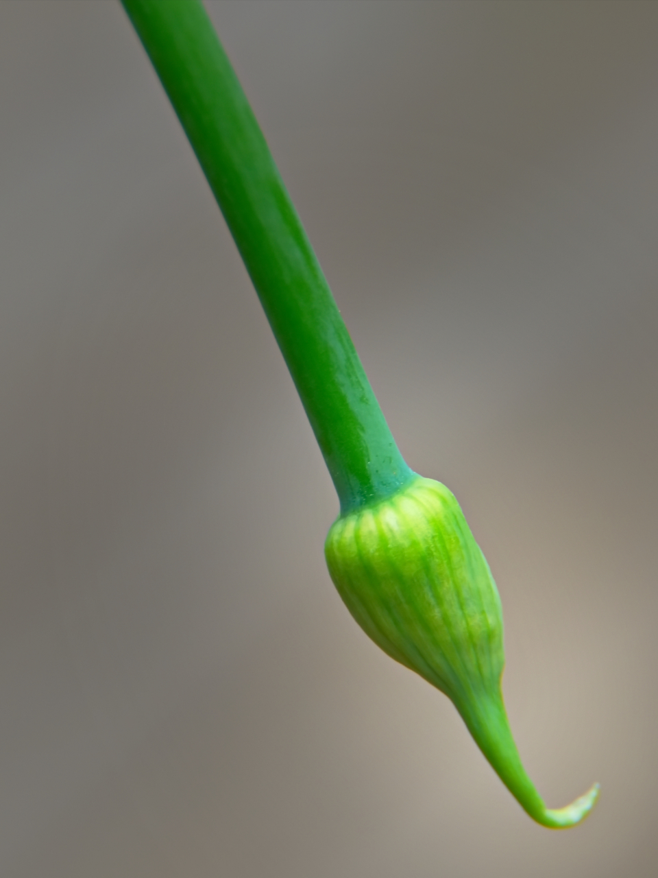 Flower Bud
