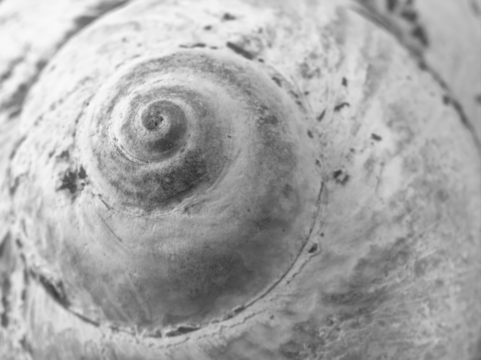 Snail Shell