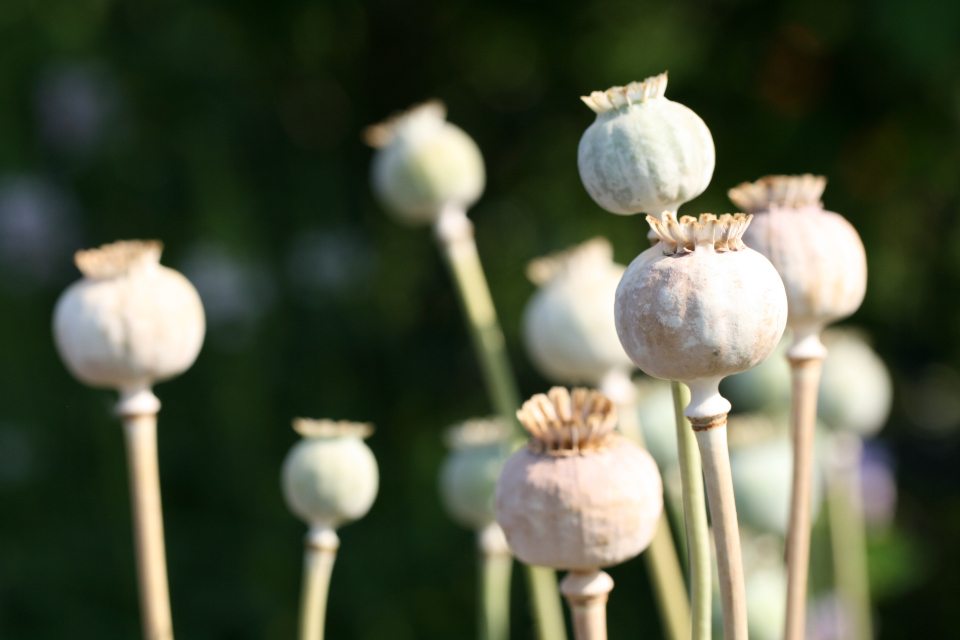 Poppy Garden