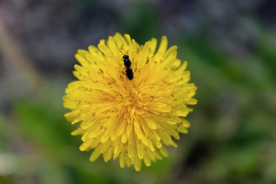 Yellow Flower