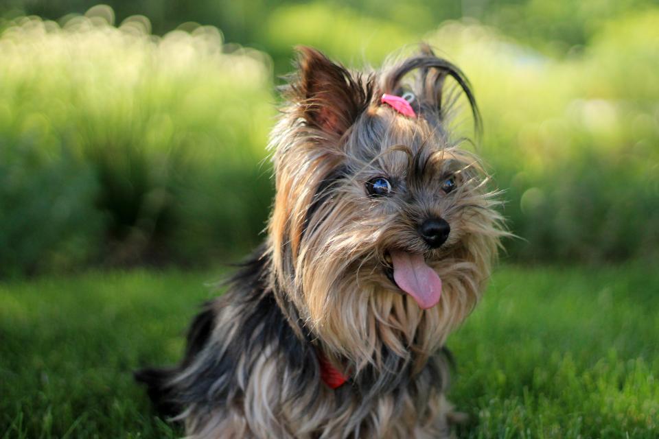 Yorkshire Terrier Dog
