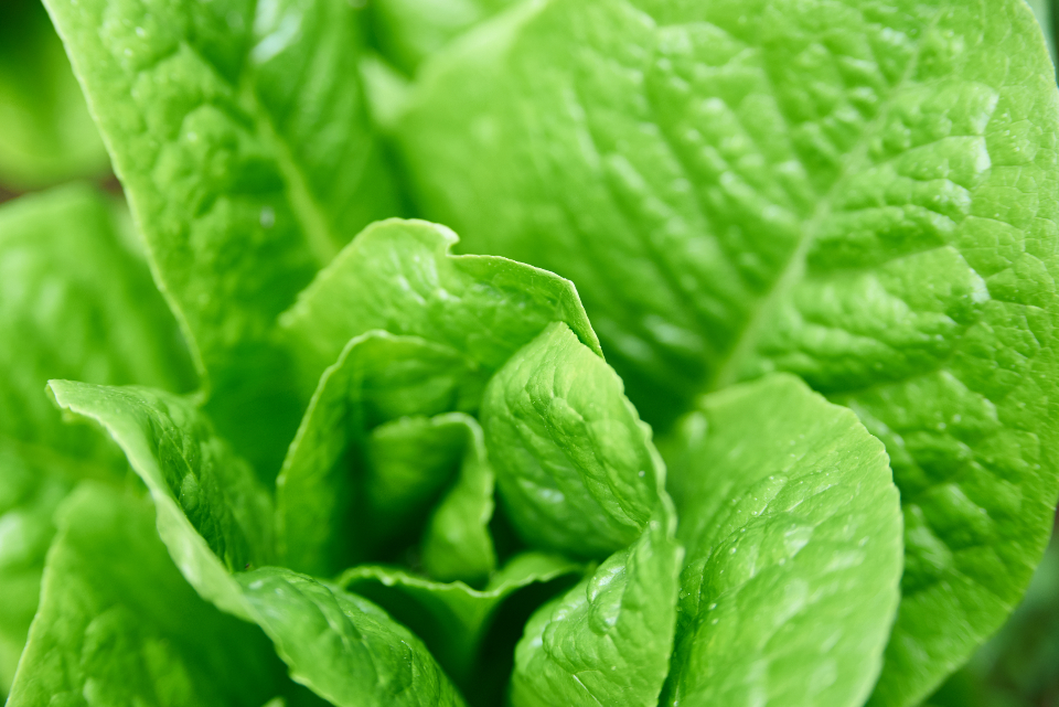 Garden Lettuce