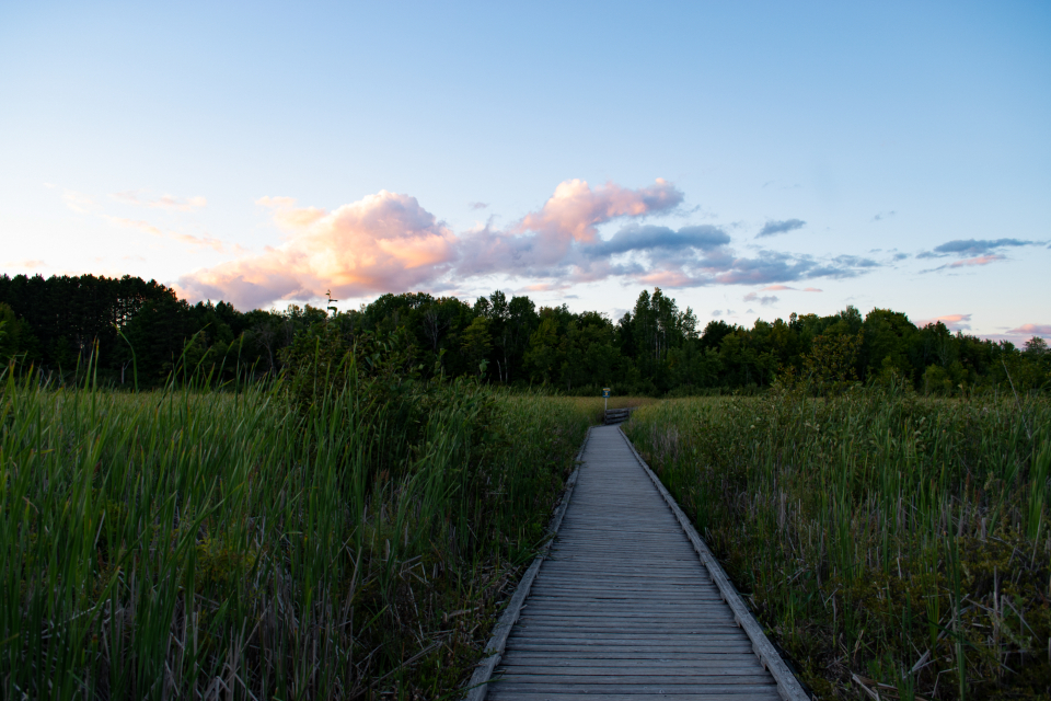 Grass Marsh