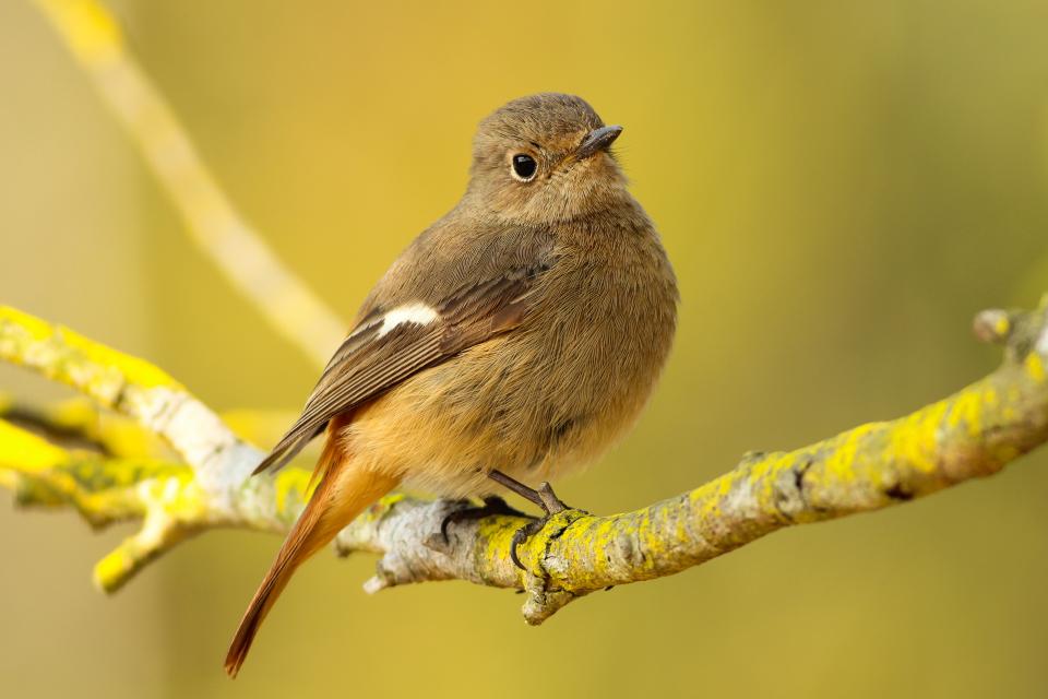 Bird Yellow