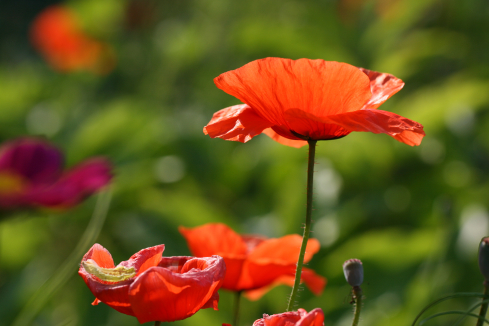 Poppy Flower