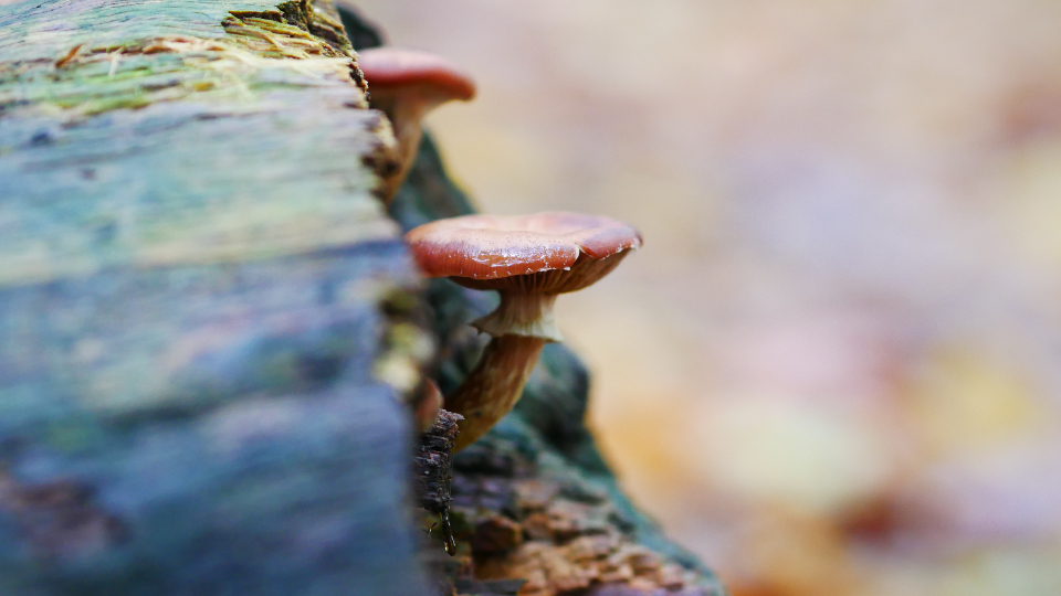 Mushroom Fungus