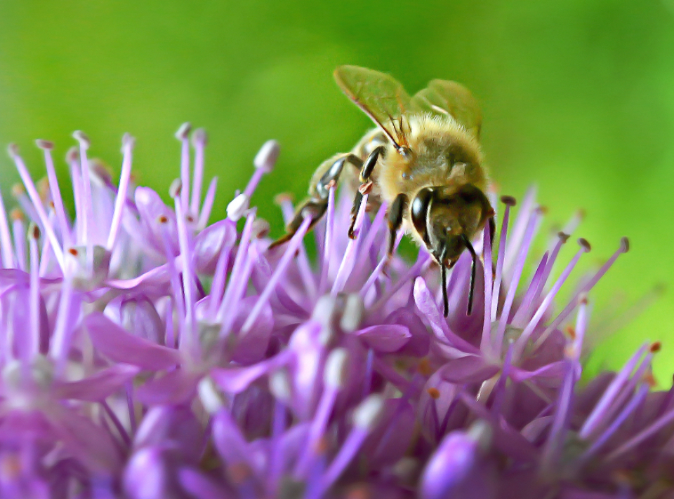 Bee Insect