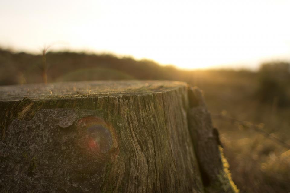 Tree Stump