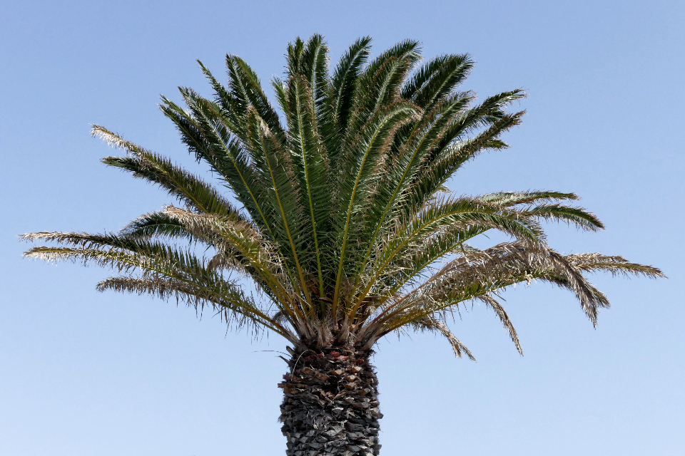 Palm Trees Blue