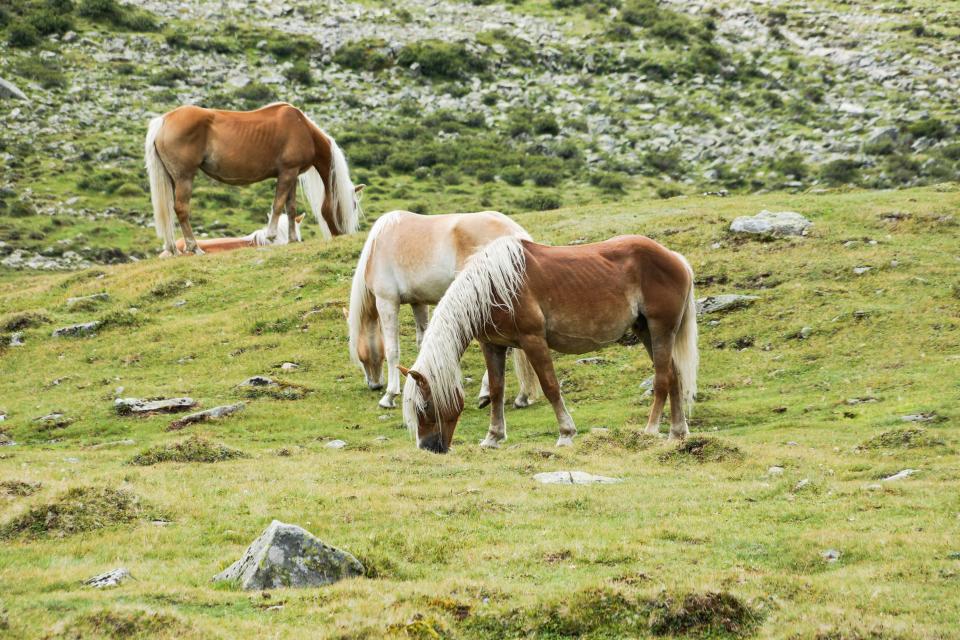 Horses Animals