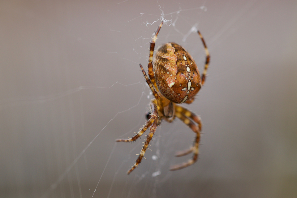 Spider Web