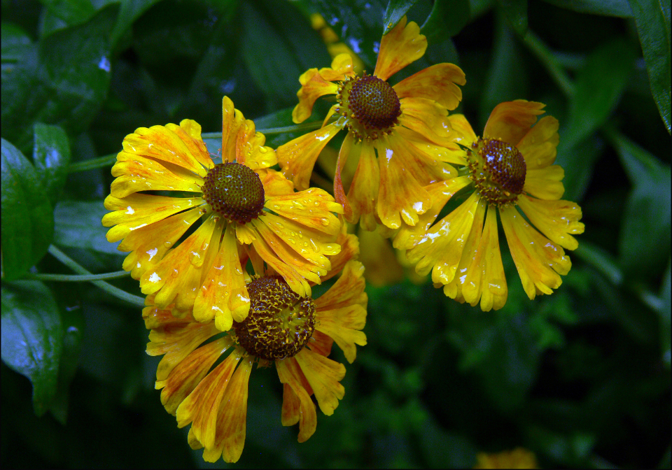 Yellow Flowers