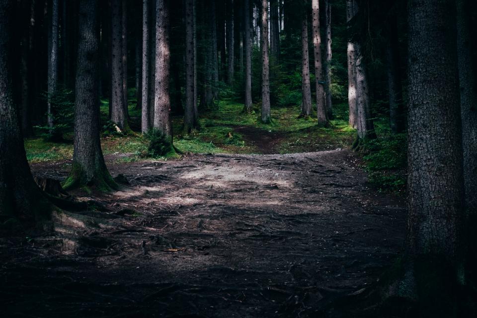 Trees Wood