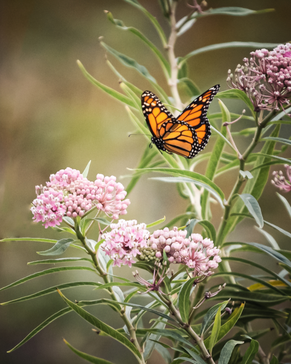 Butterfly Close Up