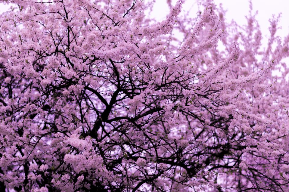 Flower Pink