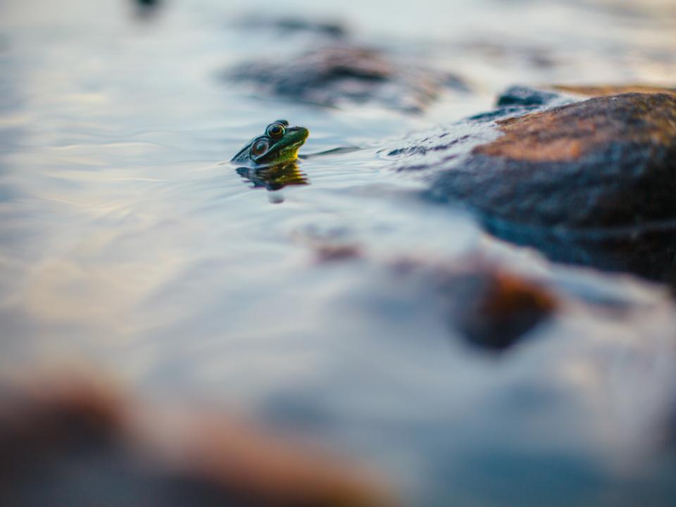 Frog Reptile