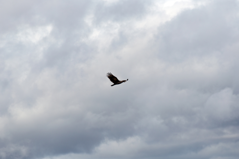 Clouds Bird