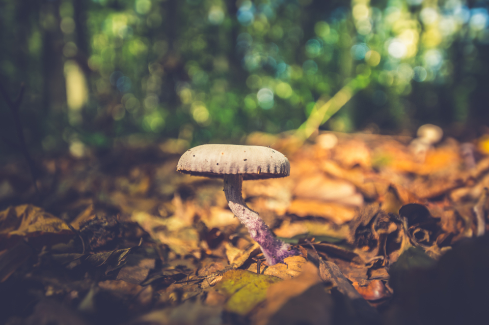 Wild Mushroom