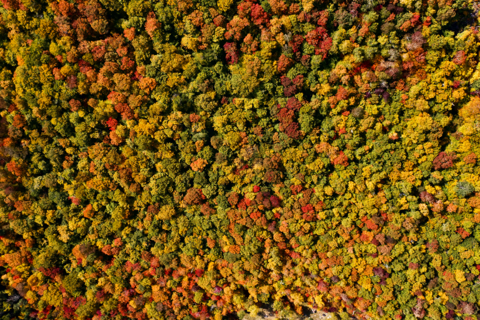 Autumn Trees