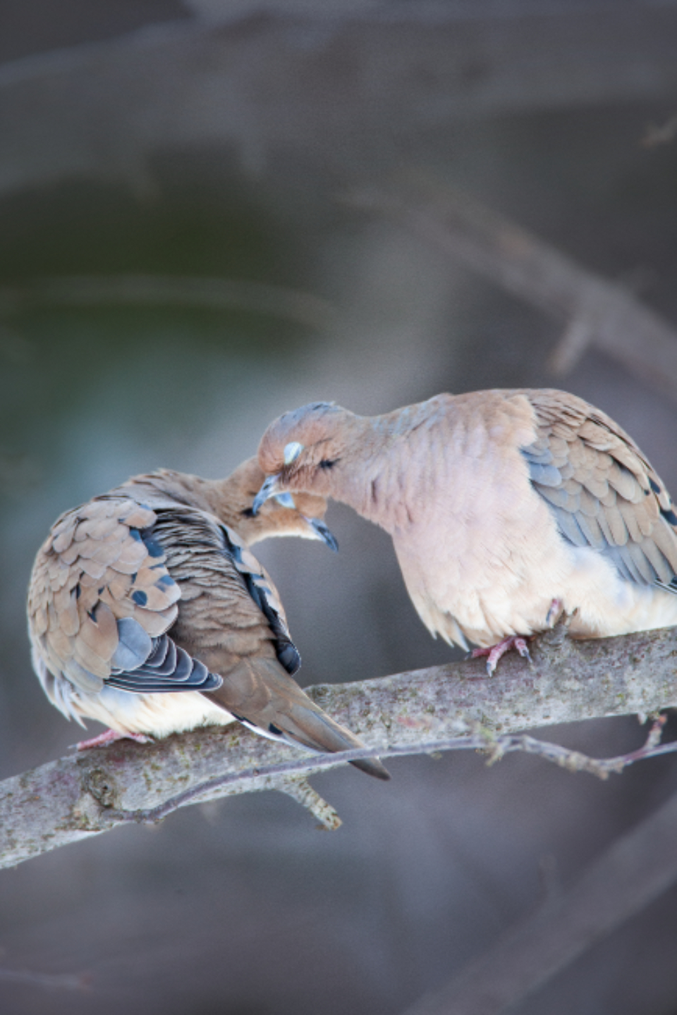 Birds Nature