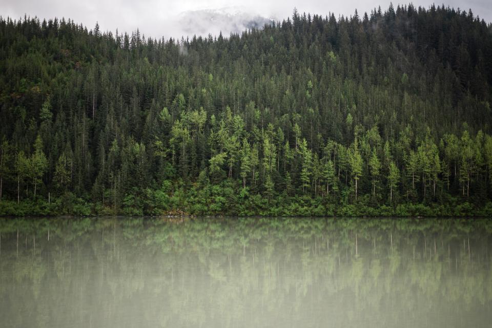 Green Trees