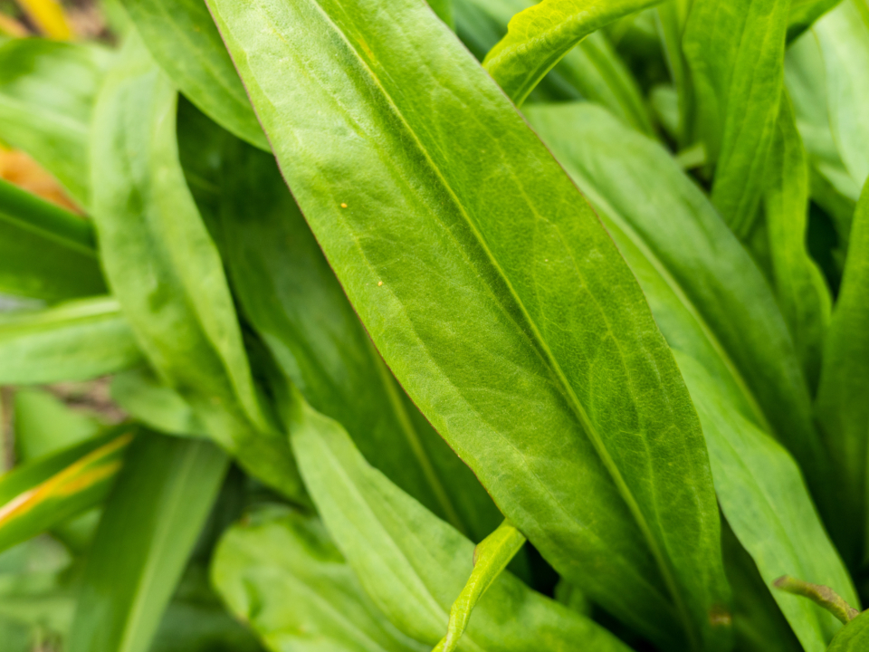 Plant Leaves