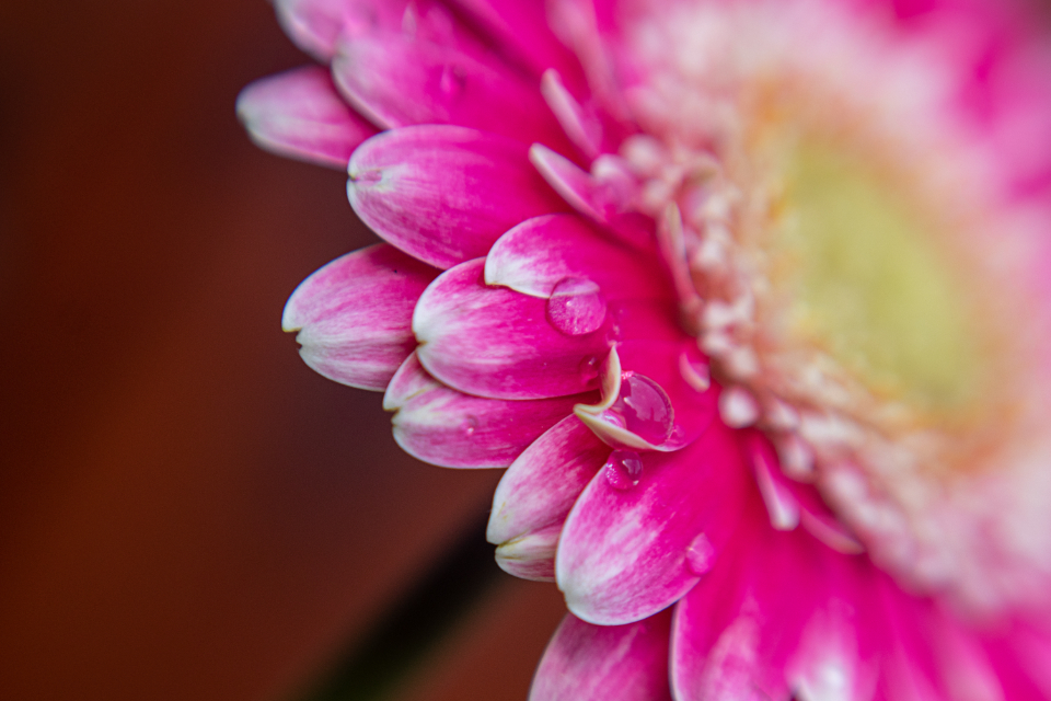 Flower Blossom