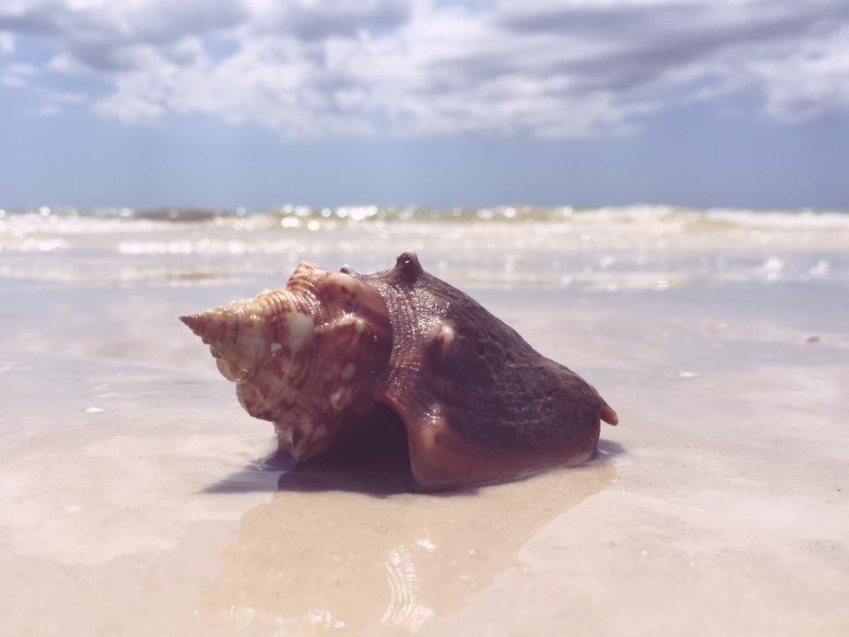 Seashell Beach