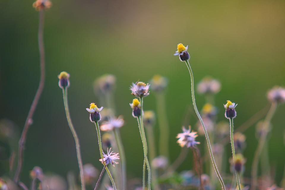 Flower Nature