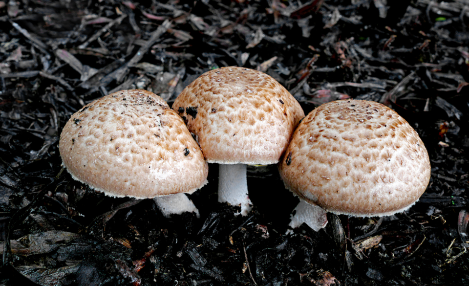 Mushroom Fungus