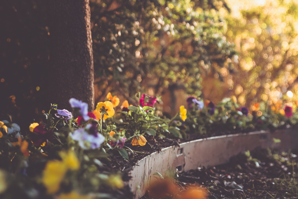 Flowers Garden