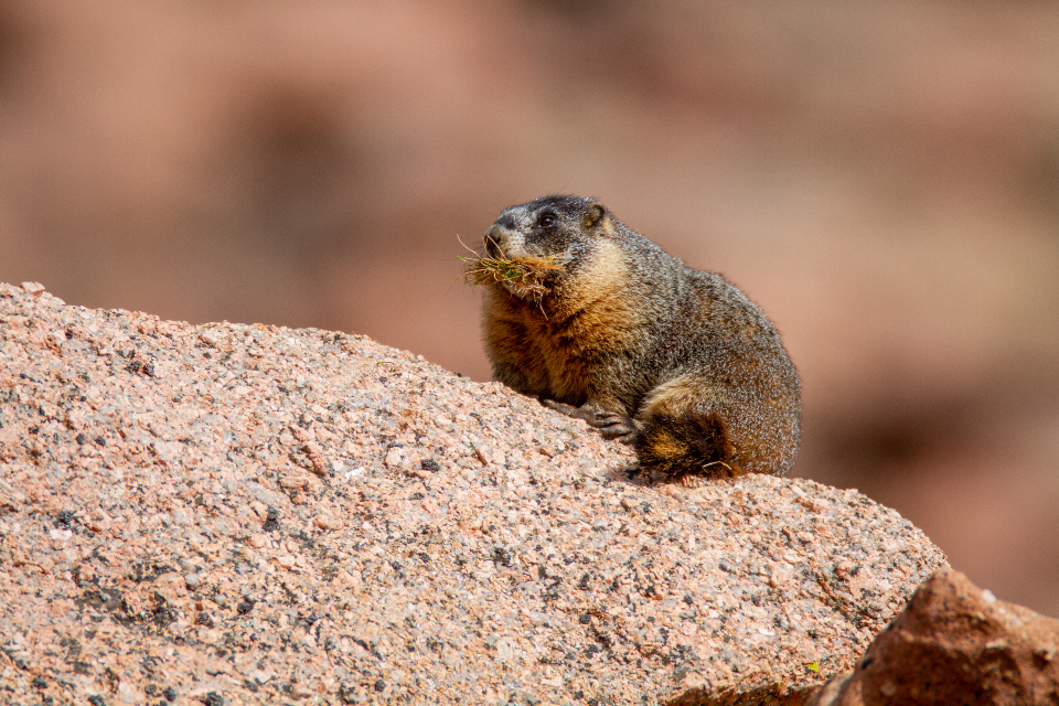 Marmot Animal