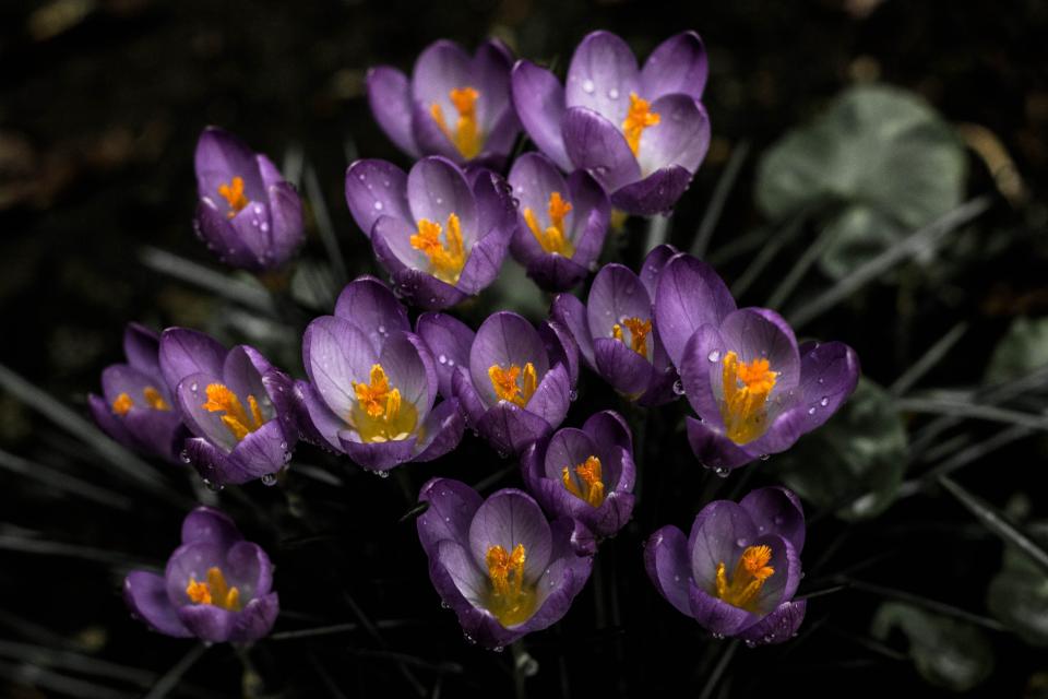 Flower Lavender