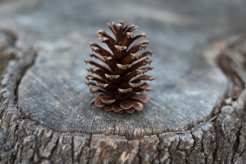 Pinecone Plant
