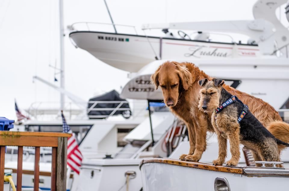 Animals Dogs